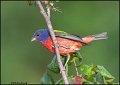 _0SB2302 painted bunting